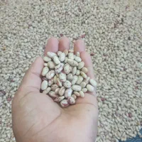 لوبیاخوراک