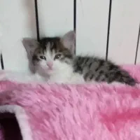 واگذاری گربه مادر و بچه هاش