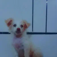 فروش سگ به قیمت ۳۰۰۰۰۰۰۰