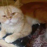 گربه پرشین|گربه|اهواز, نادری|دیوار