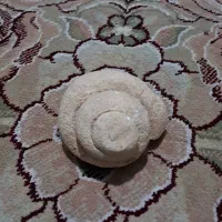 فسیل طبیعی حلزون
