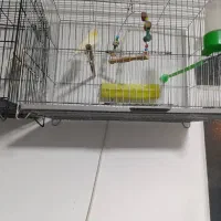 واگذاری عروس هلندی و قناری|پرنده|بم, |دیوار