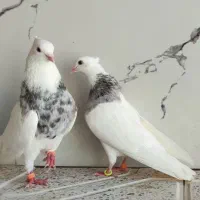 طوقی الماسی خالدار