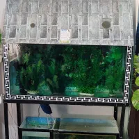 فروش آکواریوم با پایه