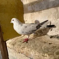 کفتر پرشی|پرنده|کرج, حسین‌آباد|دیوار