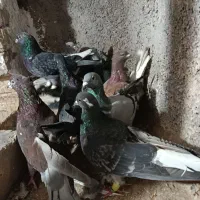 کبوتر پرشی|پرنده|اقبالیه, |دیوار