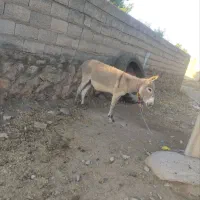 خر گله ای