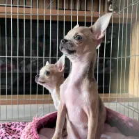 شیهواهوا اصیل|سگ|تهران, پردیسان|دیوار