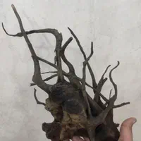 چوب آبنوس