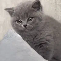 بریتیش واسکاتیش گلد وبلو|گربه|شیراز, معالیآباد|دیوار