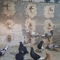 کفتر بیله نرو ماده
