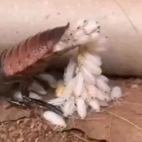 حذف تضمینی سوسک و مورچه بدون سمپاشی