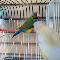 فنچ