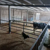 گاوداری 40 راسی|فروش دفتر صنعتی، کشاورزی، تجاری|صحنه, |دیوار