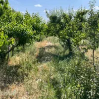 باغ-چها-دیواری-1500-متردهشاد-شهریار-تهاتر-با-ماشین