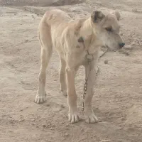 ماده عتیقه فروشی|سگ|چناران, |دیوار