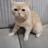 گربه نر بریتیش