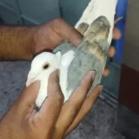 دوکت پلاکی