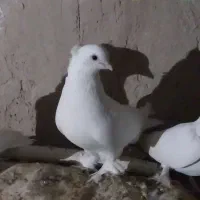 کفتر کاکلی پرپا|پرنده|قم, شهرک سازمان آب|دیوار