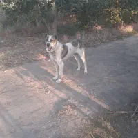 واگذاریسگافغان|سگ|آزادشهر, |دیوار