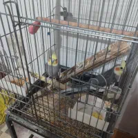 پرنده|پرنده|ملایر, |دیوار