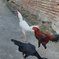 فروش مرغ و خروس لاری