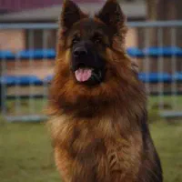 واگذاری سگ ژرمن اصیل نر با مدارک کامل معاوضه پرنده