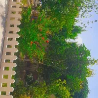 هرس کاری وامور باغ