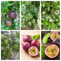 پسته موز خونی کیوی گردو شابلون انار دانه درشت|خدمات باغبانی و درختکاری|لاهیجان, آهندان|دیوار