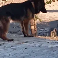 فروش یا معاوضه یه قلاده سگ ژرمن