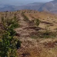 سیصد بادام درباغ سه هزارمتری|فروش زمین و ملک کلنگی|صمصامی, |دیوار