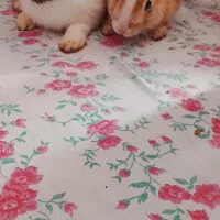 دو عدد خرگوش سالم|موش و خرگوش|ارومیه, |دیوار