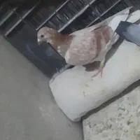 کفتر فروشی|پرنده|سرایان, |دیوار