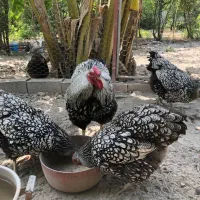 جوجه ویاندوت سیلور