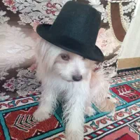 سگ فانتزی|سگ|مرودشت, ابوذر جنوبی|دیوار