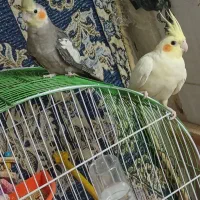 عروس هلندی نر سخنگو و ماده لوتینو