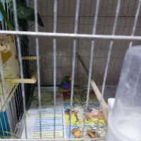 فنج گلدین13عدد