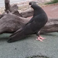کبوتر جوجه سینه سیاه پلاکی مسابقه...