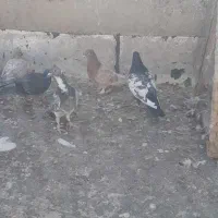 کفتر شهرستانی رنگی سینه کله|پرنده|بومهن, |دیوار