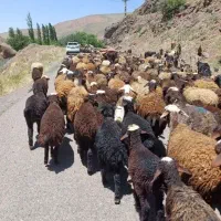فروش بره مستقیم از دامداری **دام برتر**|حیوانات مزرعه|تهران, قیطریه|دیوار
