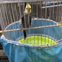 طوطی عروس هلندی سخنگو|پرنده|آمل, |دیوار