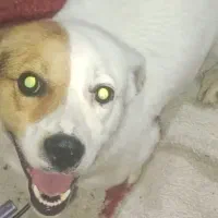 سگ پاکوتاه جک راسل