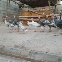 بوقلمون|حیوانات مزرعه|بدره, |دیوار