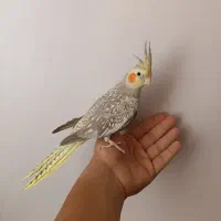 طوطی عروس ماده