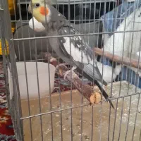 عروس هلندی نر آواز خوان جوان ۸ ماهه