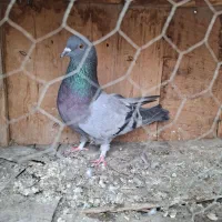 تعدادی کبوتر ان هوایی