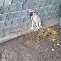 سگ سراب چهار ماهه ماده ۵۰۰ فوری|سگ|کوچصفهان, |دیوار