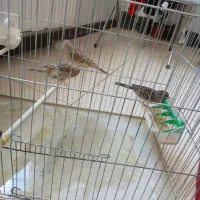 ۳ عدد قناری ماده اوپال|پرنده|چهارباغ, |دیوار