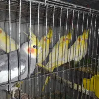 عروس هلندی لوتینو زعفرانی