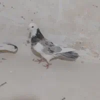 ۳عدد‌‌کبوترشازده‌سرور‌